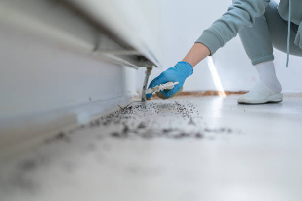 Best Bed Bug Extermination  in Balm, FL